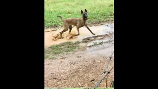 Malinois mud puppy loves to play in the mud puddles