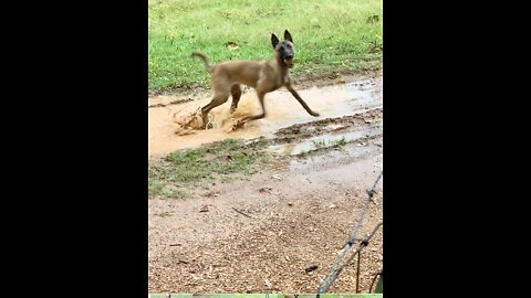 Malinois mud puppy loves to play in the mud puddles