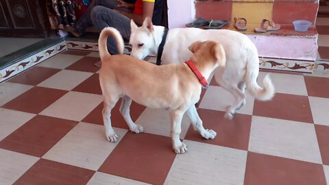 Playing time, Indian dog breed (puppy)