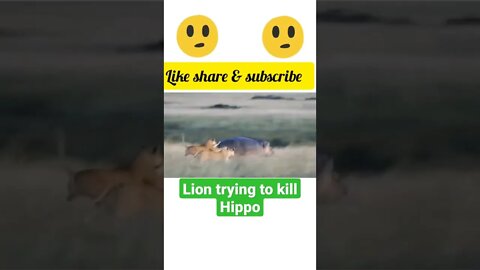lion trying to kill hippo$ #shorts #youtubeshorts