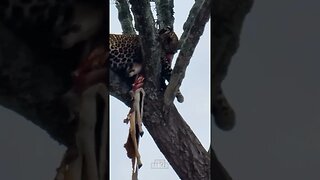 Leopard Eating In A Tree #shorts | #ShortsAfrica