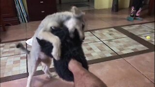 Terrier puppy has thrilling time attacking bigfoot slippers