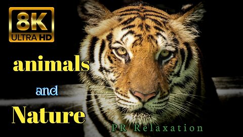 ANIMALS and NATURE 8K ULTRA HD with Names and Sound for baby