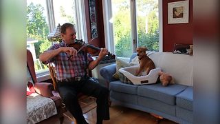 Dog ‘Sings A Song’ With His Owner Backing Him On Violin