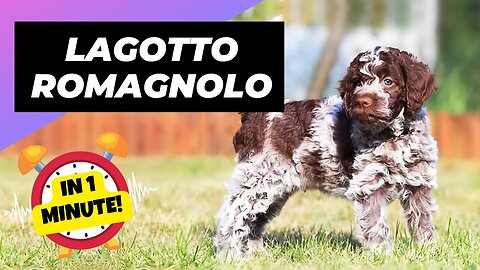 Lagotto Romagnolo - In 1 Minute! 🐶 One Of The Rarest Dog Breeds In The World | 1 Minute Animals
