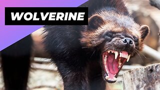 Wolverine 🐻 The Little-Known Beast Of The North