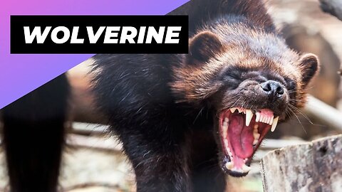 Wolverine 🐻 The Little-Known Beast Of The North