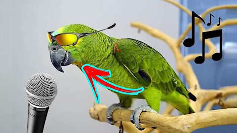 FUNNY PARROTS # 08