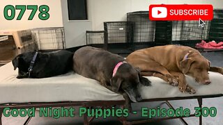 [0778] GOOD NIGHT PUPPIES - EPISODE 300 [#dogs #doggos #doggies #puppies #dogdaycare]