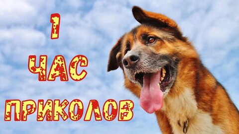 Смешные Собаки 11 Funny Dogs