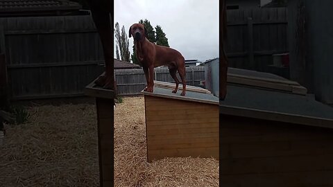 Rhodesian Ridgeback Hides From Puppies on The Roof