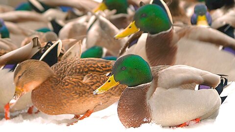 Another Day with More Arctic Mallard Ducks on Snow