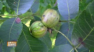 Small Towns: Hickory nut harvest time