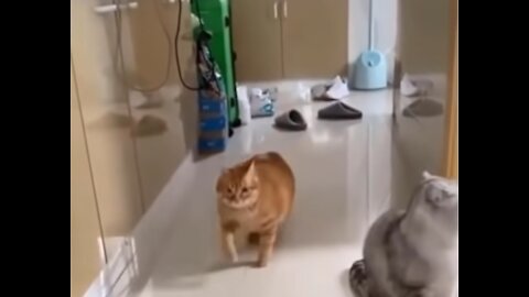 Super Funny Cats 😹 - Try to stop laughing 🤣 - 01