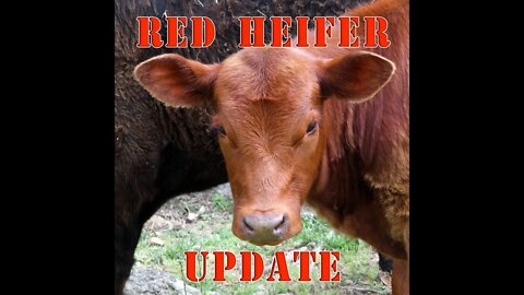 Red Heifer UPDATE: March 2022!!