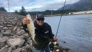 Bonneville Dam Shad Fishing MULTIPLE Fish Caught! (Live Fishing Show)