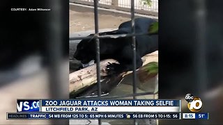 Zoo Jaguar attacks woman taking selfie