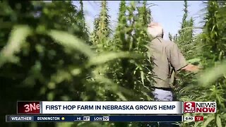 Inside Nebraska's first industrial hemp farm