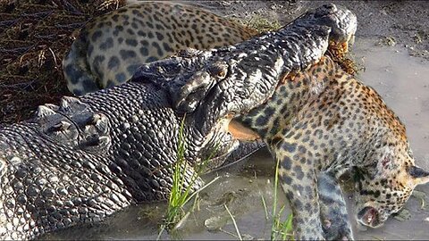 Crocodile attacking leopard