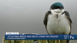 Studying birds and bats using weather radar