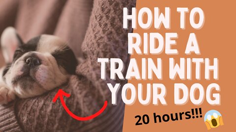 👉 How to ride a train FOR 20 HOURS with your dog! ✅ - (This WORKS!! ) 💥