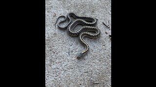 Snake at play, keeps mice away