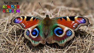 The Peacock Butterflies