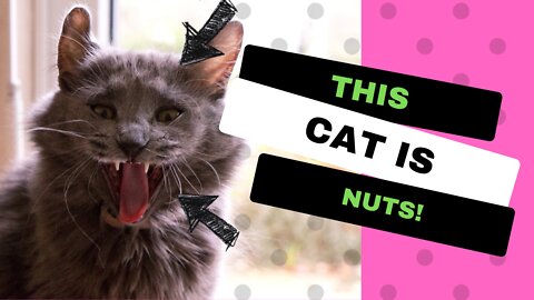 Best [TikTok] Possessed Funny Cat Videos 😸 Try not to laugh funny cats TikTok mashup 2022
