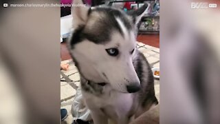 Ce husky veut le poulet de sa maîtresse et pas le sien