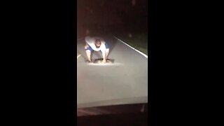 Dude casually moves giant snake off the road