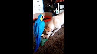 Dog freaked out by fake parrot