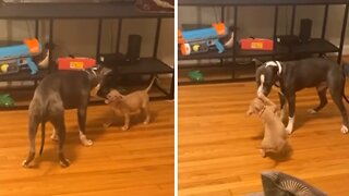 Puppy uses size advantage to outsmart bigger dog