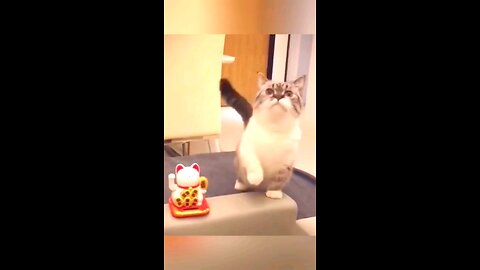 cat funny moments in video