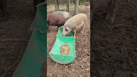 3 Pregnant Pigs Having Breakfast @UncleTimsFarm #kärnəvór #carnivore #shorts #pigtalk