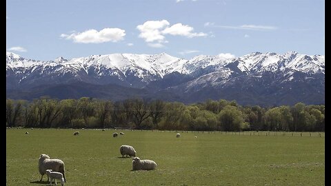 Have You Herd? Montana Man Pleads Guilty to Breeding Giant Sheep