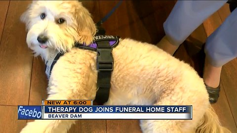 Therapy dog joins funeral home staff