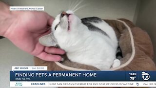Pet of the Week: Cheshire