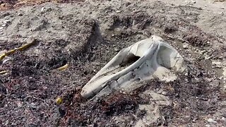 Walking up on a Whale Skull