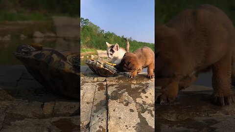 The cutest dog Playing with a little chick🐤🐕‍🦺 / Animal Loves #shorts #pets #animals