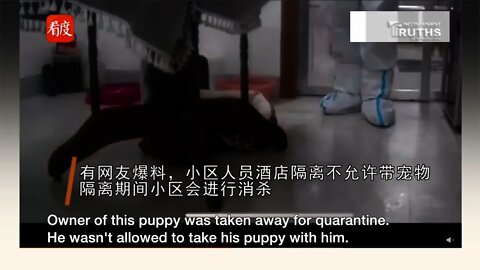 (Graphic!) Puppy Beaten Up and Possibly Killed After Owner Taken Away for Quarantine 江西防疫人員撬門撲殺寵物狗