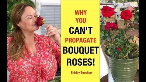 NO! 😞You CAN'T PROPAGATE ROSES from Bouquet Rose STEM CUTTINGS!🌹Shirley Bovshow/ EdenMakers
