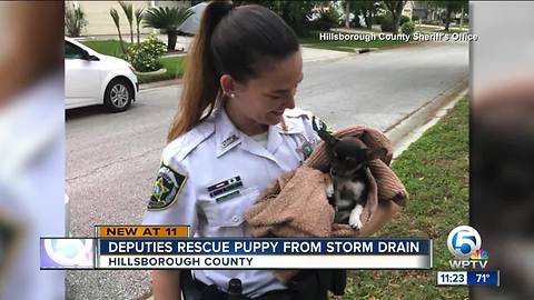 Puppy rescued from Florida storm drain