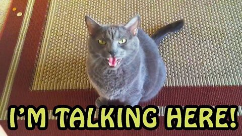 Cats talking !! these cats can speak english better than hoomans!