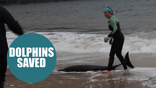 Moment four dolphins in Ireland were rescued thanks to a live appeal on FACEBOOK.