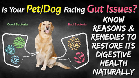 Natural and Alternative Remedies for Pet Gut Health