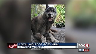Yuki the wolfdog goes viral