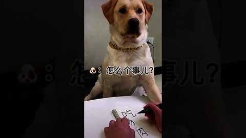 狗：我把你當兄弟 你要吃我😭＃Shorts#狗＃Dog