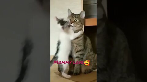 Kitty playing with Mommy #shorts #catvideo #catlover #kitten