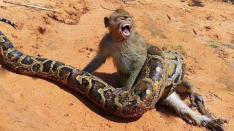 OMG! Monkey See Big Snake Very Shout Out They Are Try Sitting Look Python.