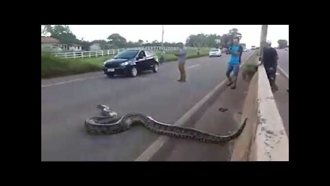 GIANT: Snake anaconda is seen again and achieves its goal on BR-364